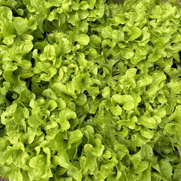 Image of lettuce at Mereworth market garden