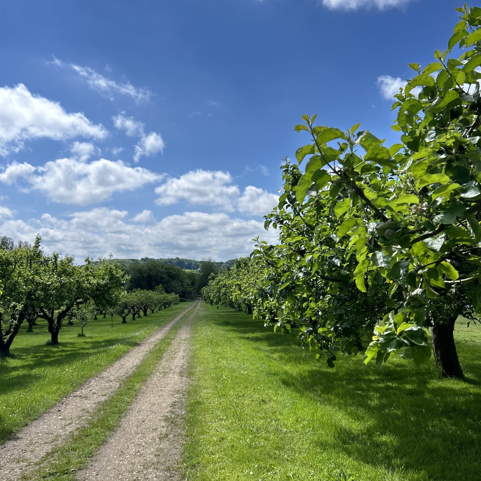Image of the driveway and apple trees at Mereworth market garden