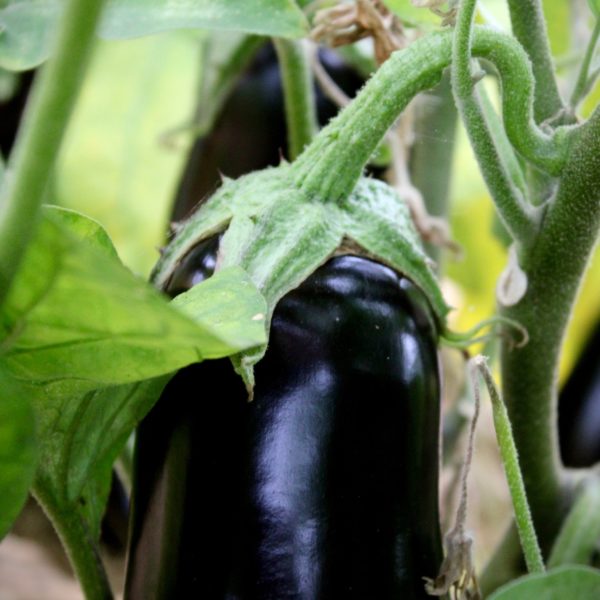 Image of a Mereworth aubergine