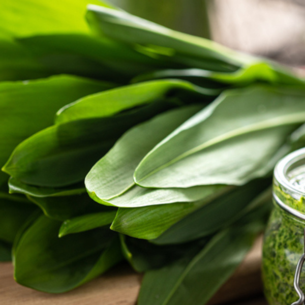 Wild garlic and Pesto in a jar