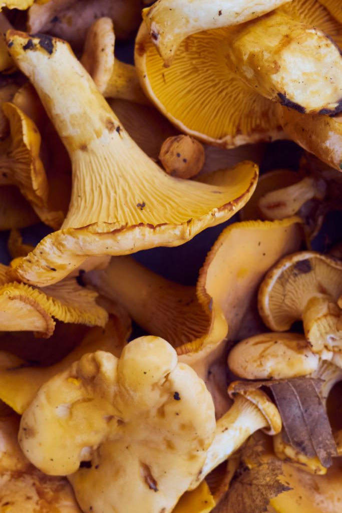 Image of Wild Mushrooms