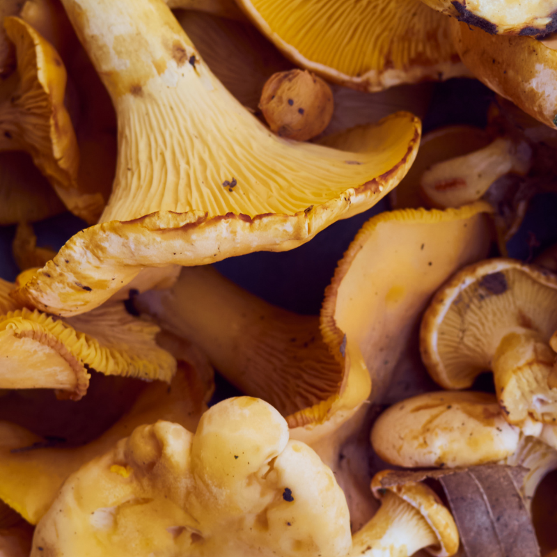 Image of Wild Mushrooms