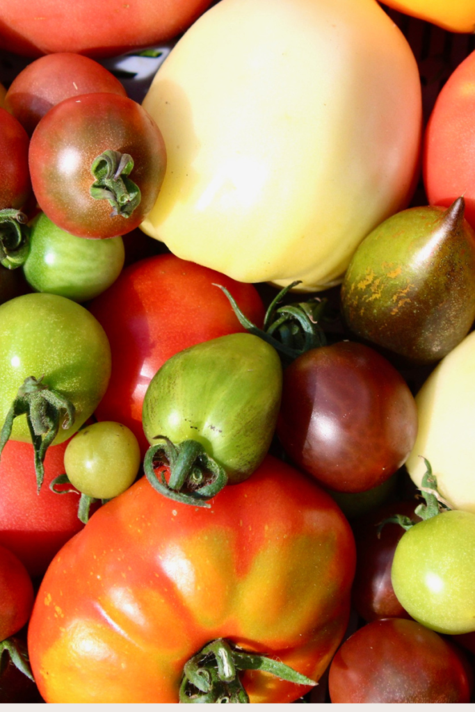 Image of different types of tomatoes