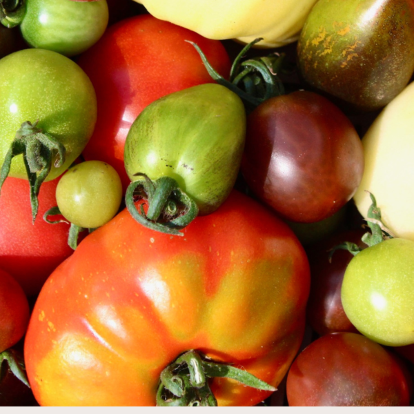 Image of different types of tomatoes
